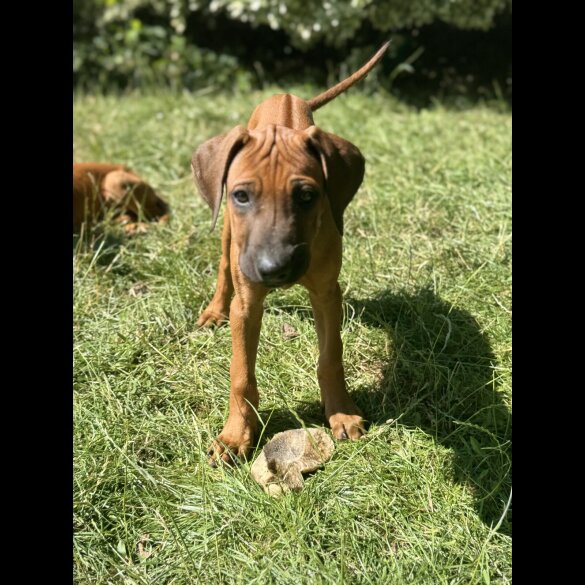 Rhodesian Ridgeback - Both