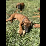 Rhodesian Ridgeback - Both