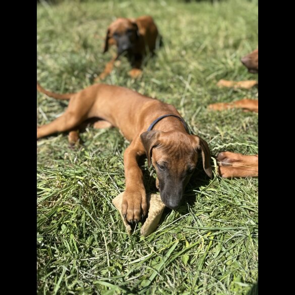 Rhodesian Ridgeback - Both