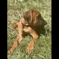 Rhodesian Ridgeback - Both