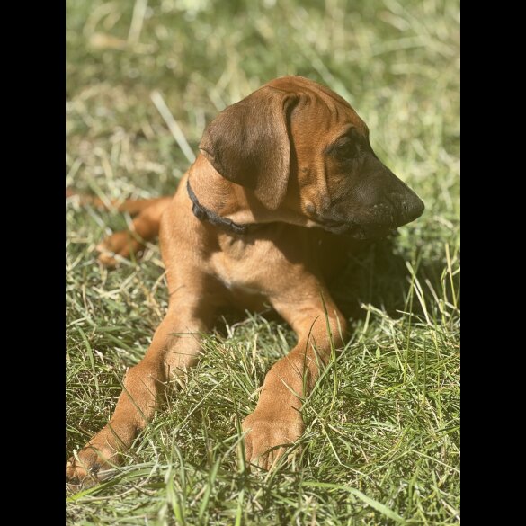 Rhodesian Ridgeback - Both