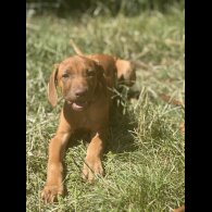 Rhodesian Ridgeback - Both