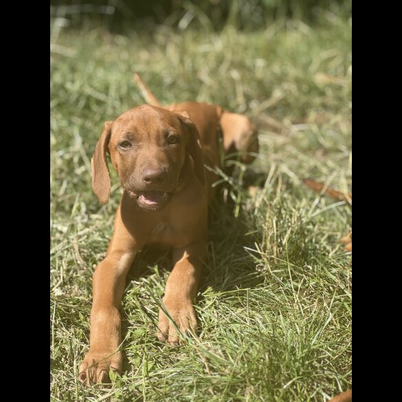 Rhodesian Ridgeback - Both