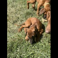 Rhodesian Ridgeback - Both