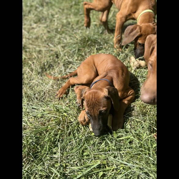 Rhodesian Ridgeback - Both
