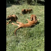 Rhodesian Ridgeback - Both
