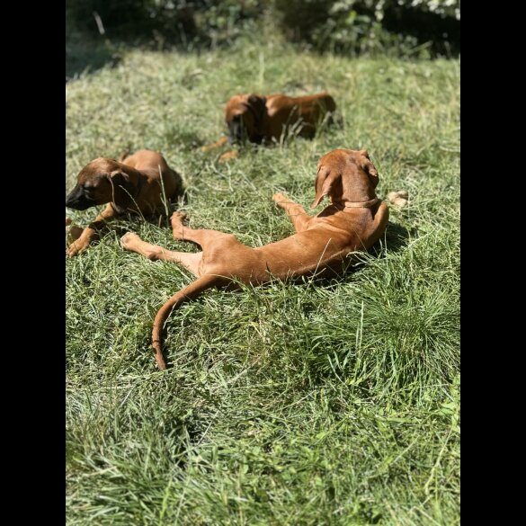 Rhodesian Ridgeback - Both