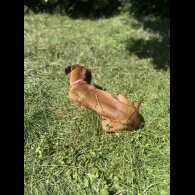 Rhodesian Ridgeback - Both