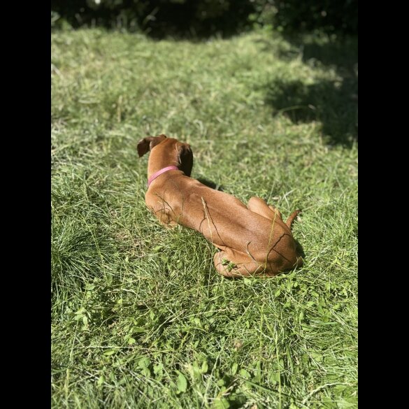 Rhodesian Ridgeback - Both