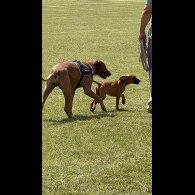 Rhodesian Ridgeback - Both