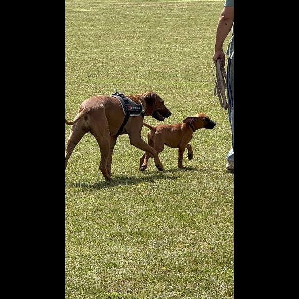 Rhodesian Ridgeback - Both