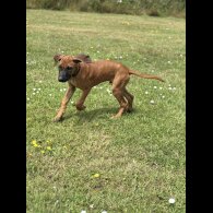 Rhodesian Ridgeback - Both
