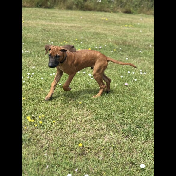 Rhodesian Ridgeback - Both