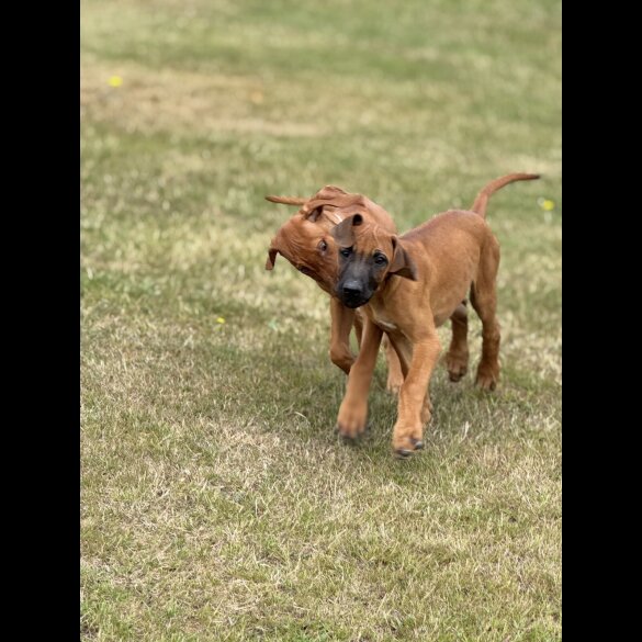 Rhodesian Ridgeback - Both