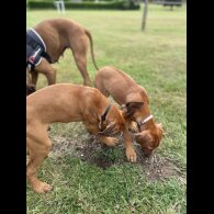 Rhodesian Ridgeback - Both