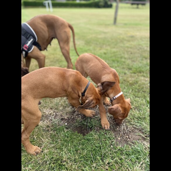 Rhodesian Ridgeback - Both