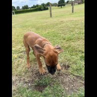 Rhodesian Ridgeback - Both