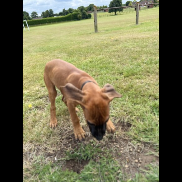Rhodesian Ridgeback - Both