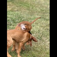 Rhodesian Ridgeback - Both