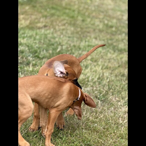 Rhodesian Ridgeback - Both