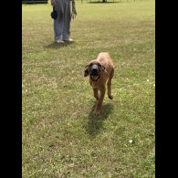 Rhodesian Ridgeback - Both