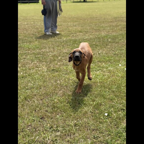 Rhodesian Ridgeback - Both