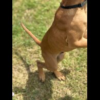 Rhodesian Ridgeback - Both