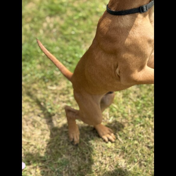 Rhodesian Ridgeback - Both