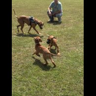 Rhodesian Ridgeback - Both