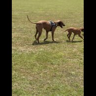 Rhodesian Ridgeback - Both