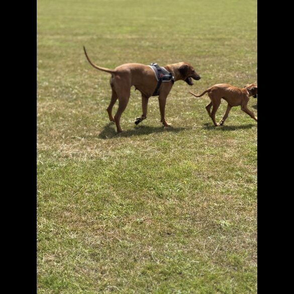 Rhodesian Ridgeback - Both