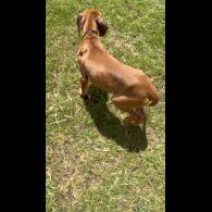 Rhodesian Ridgeback - Both