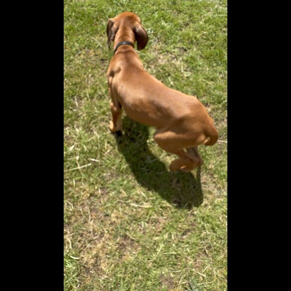 Rhodesian Ridgeback - Both