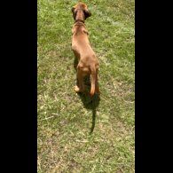 Rhodesian Ridgeback - Both