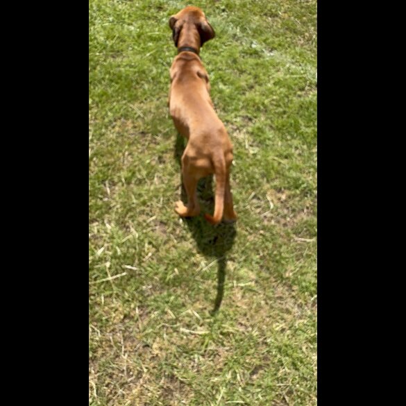Rhodesian Ridgeback - Both
