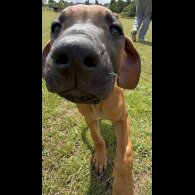 Rhodesian Ridgeback - Both