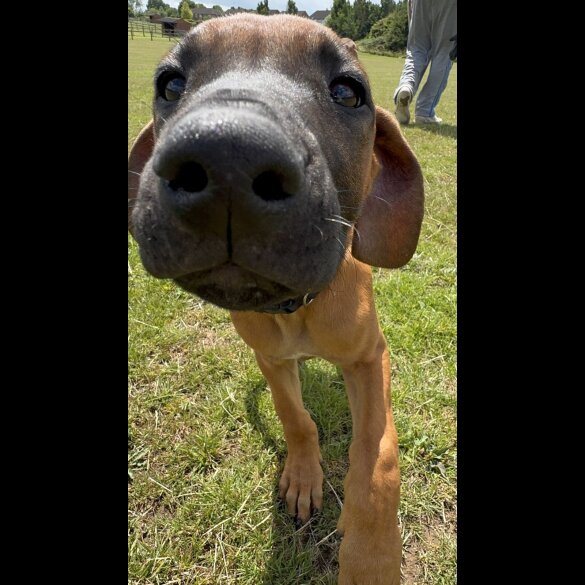 Rhodesian Ridgeback - Both