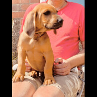 Rhodesian Ridgeback - Both