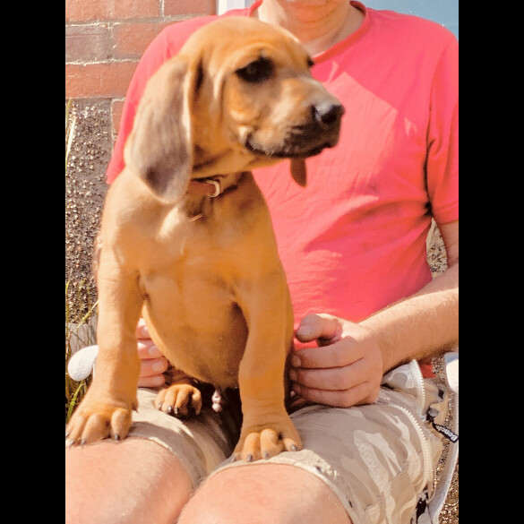 Rhodesian Ridgeback - Both