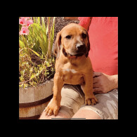 Rhodesian Ridgeback - Both