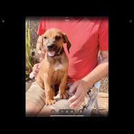 Rhodesian Ridgeback - Both