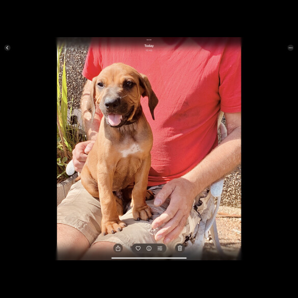 Rhodesian Ridgeback - Both