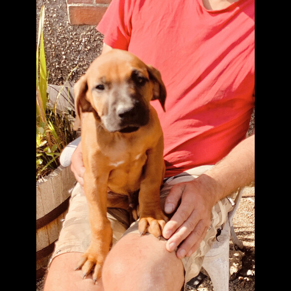 Rhodesian Ridgeback - Both