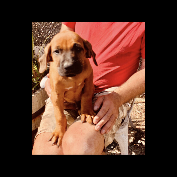 Rhodesian Ridgeback - Both