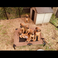 Rhodesian Ridgeback - Both