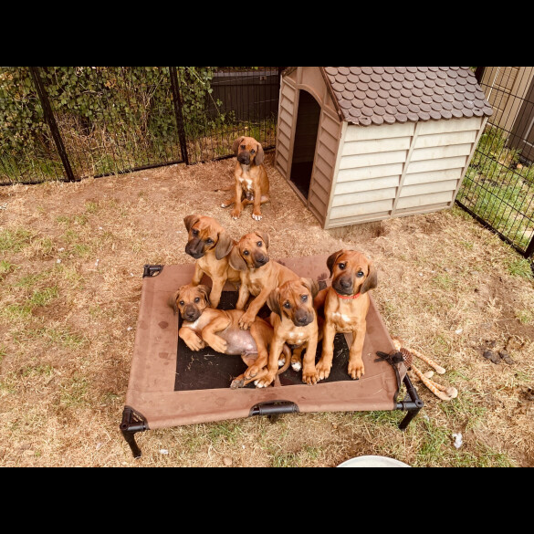 Rhodesian Ridgeback - Both