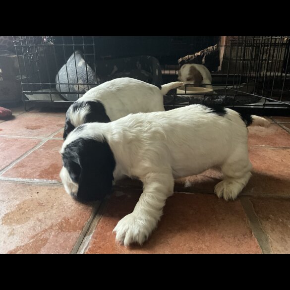 Cocker Spaniel (Working &amp; Show) - Bitches