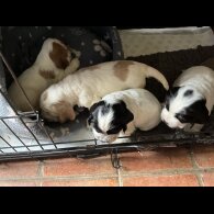 Cocker Spaniel (Working &amp; Show) - Bitches