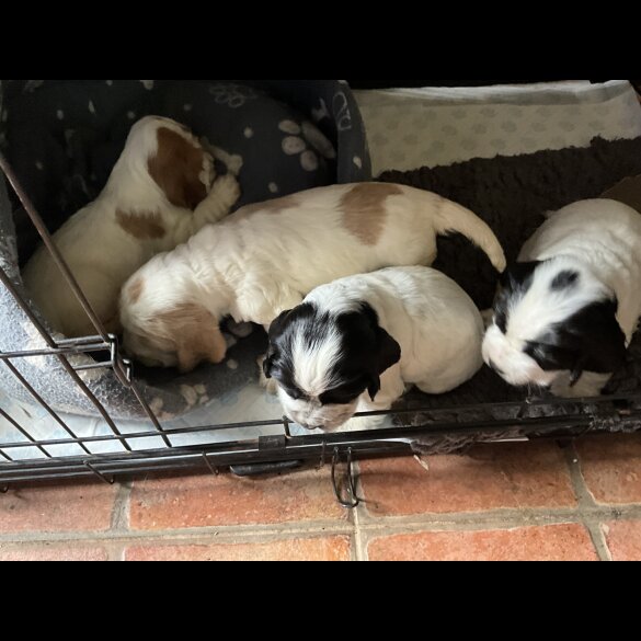 Cocker Spaniel (Working &amp; Show) - Bitches