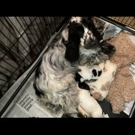 Cocker Spaniel (Working &amp; Show) - Bitches
